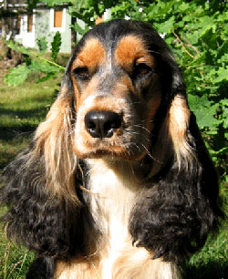 Kennel Hem