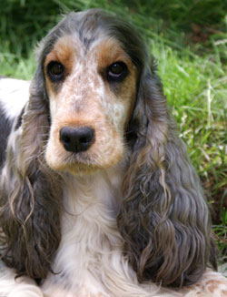 Sobel cocker spaniel hot sale